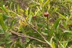 : - Leptospermum morrisonii