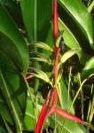 : - Heliconia julianii