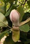: - Magnolia delavayi
