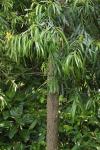 : - Podocarpus grayae