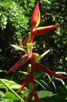 : - Heliconia schiedeana