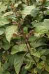 Indisches Patschuli - Pogostemon cablin