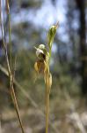 : - Pterostylis rufa