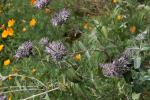 : - Salvia leucophylla