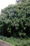 : - Saurauia napaulensis