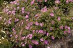 Kretische Zistrose - Cistus creticus