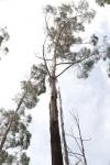 :-Eucalyptus smithii
