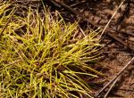 Flutende Moorbinse - Isolepis fluitans