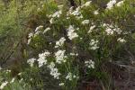 : - Olearia elliptica