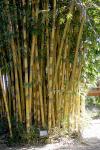 : - Schizostachyum brachycladum