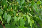 : - Secamone elliptica