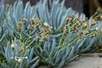 : - Senecio serpens