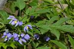 Kartoffelranke - Solanum seaforthianum