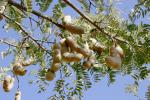 Tamarindenbaum - Tamarindus indica