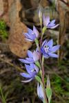 :-Thelymitra nuda