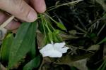 : - Thunbergia fragrans