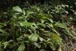 : - Arenga westerhoutii