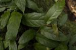 : - Ficus sagittata