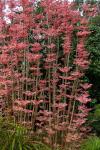 : - Toona sinensis