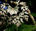 Schneeflockenbaum - Trevesia palmata