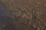 : - Triglochin striata