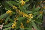 : - Tristaniopsis laurina