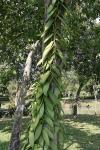 Gewürzvanille-Vanilla planifolia