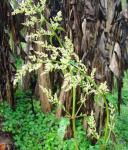 : - Iresine diffusa
