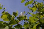 :-Bauhinia pottsii var. subsessilis