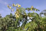 Rotholz - Caesalpinia sappan