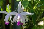 :-Cattleya intermedia