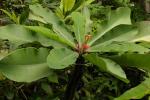 : - Euphorbia viguieri