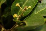 Alectryon subcinereus - Alectryon subcinereum
