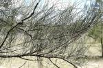 : - Allocasuarina luehmannii