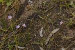 : - Calandrinia calyptrata