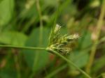 : - Carex inversa