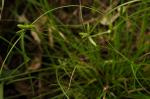 : - Cyperus gracilis