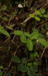 : - Desmodium varians
