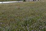 : - Heliotropium amplexicaule