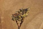 : - Euphorbia invenusta