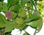 Amerikanischer Amberbaum - Liquidambar styraciflua