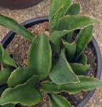 : - Sansevieria grandis