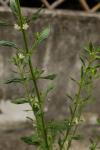 : - Scoparia dulcis