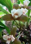 : - Lycaste macrophylla