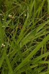 : - Stylosanthes guianensis