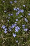 : - Wahlenbergia planiflora