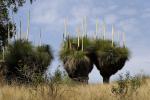 : - Xanthorrhoea glauca subsp. angustifolia