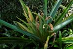 Capote-Goldnarbe - Xanthosoma robustum