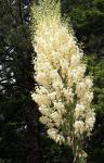 : - Hesperoyucca whipplei