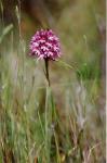 Pyramiden-Hundswurz - Anacamptis pyramidalis